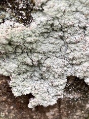 Lepraria