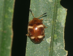 Epopterus flavolineatus