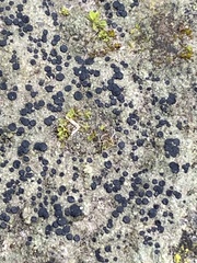 Lecidella elaeochroma