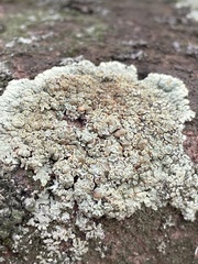 Protoparmeliopsis muralis
