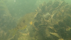 Notolabrus celidotus