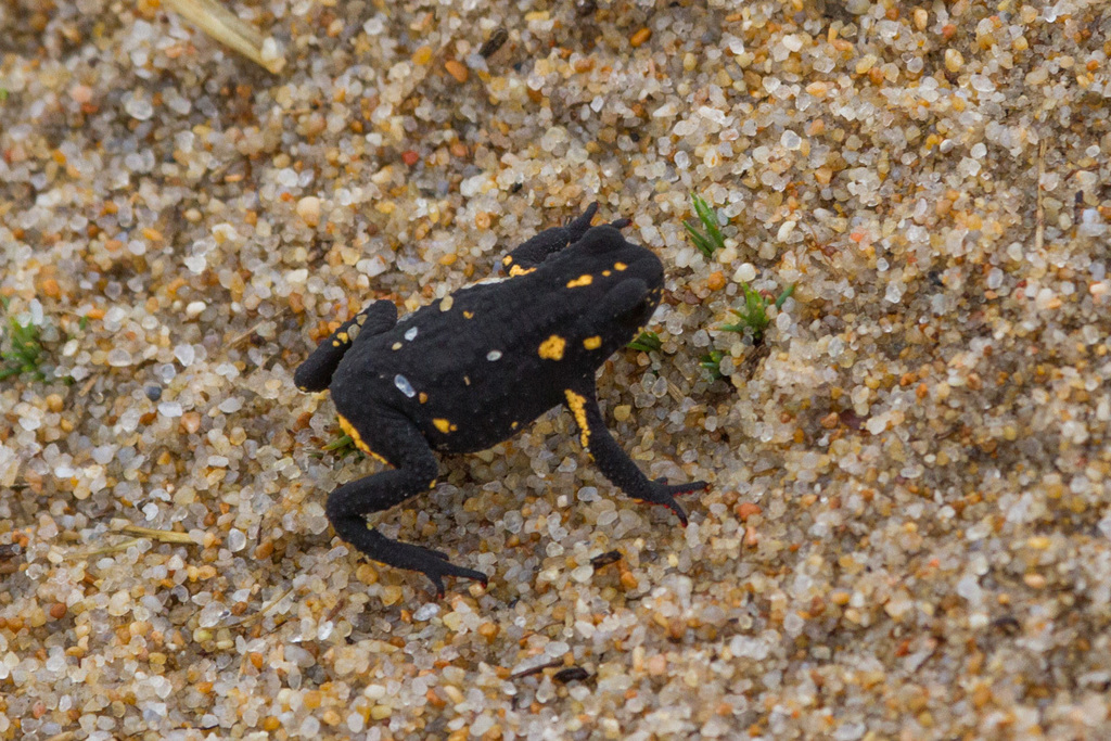 Montevideo Redbelly Toad (Melanophryniscus montevidensis)