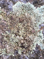 Protoparmeliopsis muralis