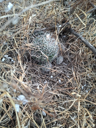 Mammillaria decipiens