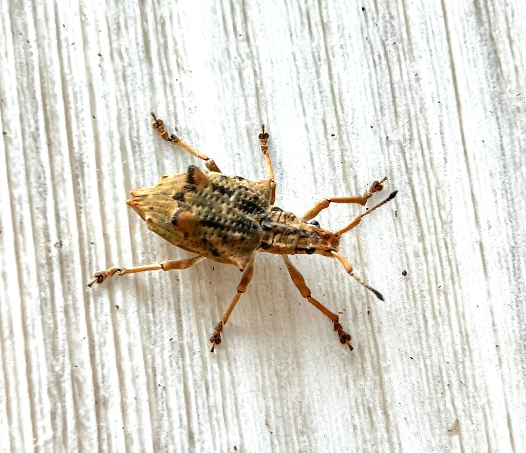 Platyomus nodipennis