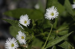 Stellaria radians