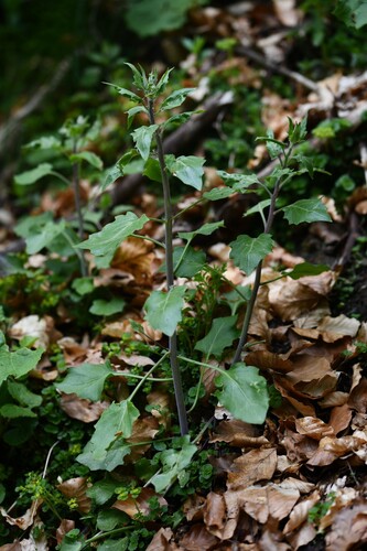 Cevenne Rockcress (Arabidopsis cebennensis)