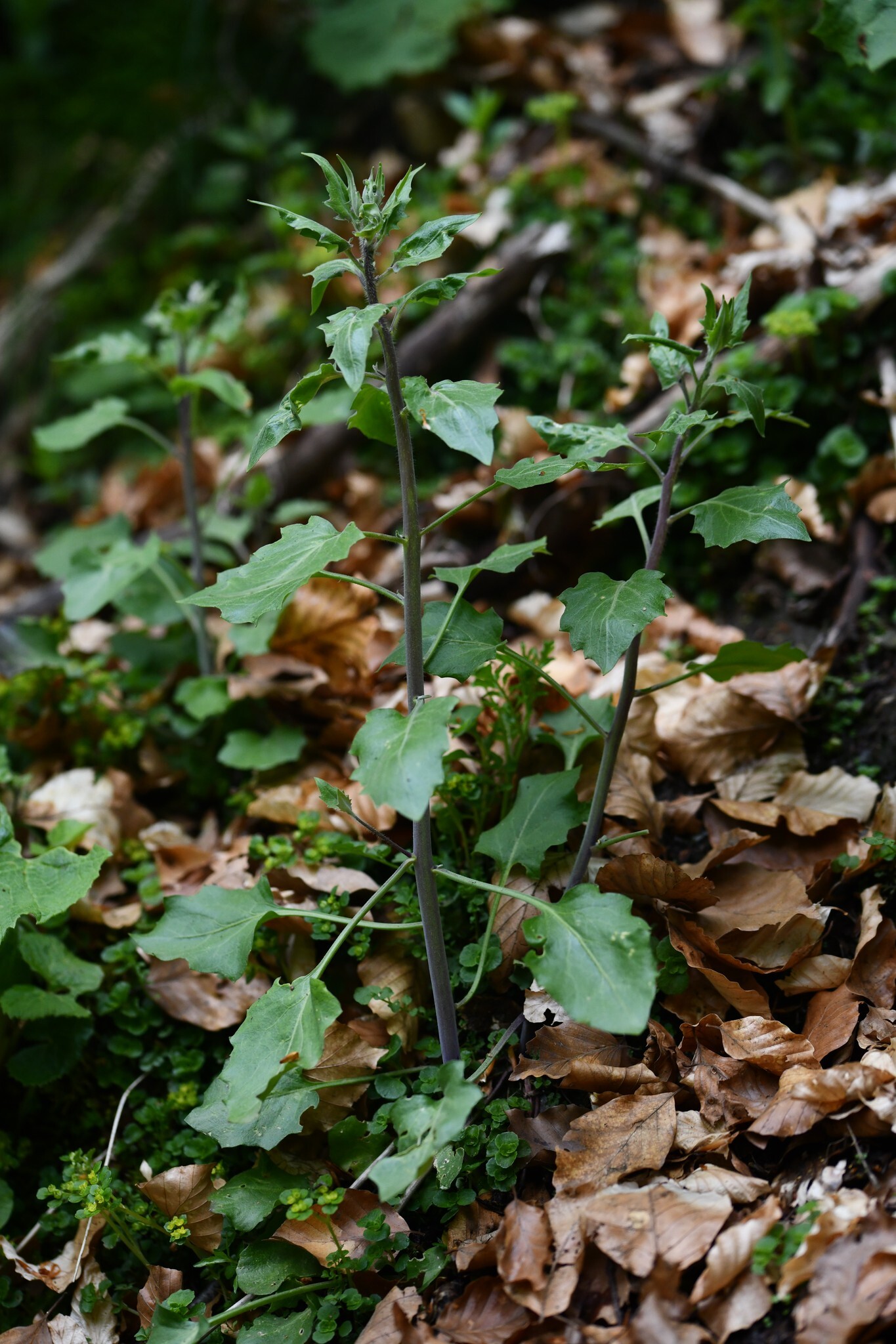 Cevenne Rockcress (Arabidopsis cebennensis)