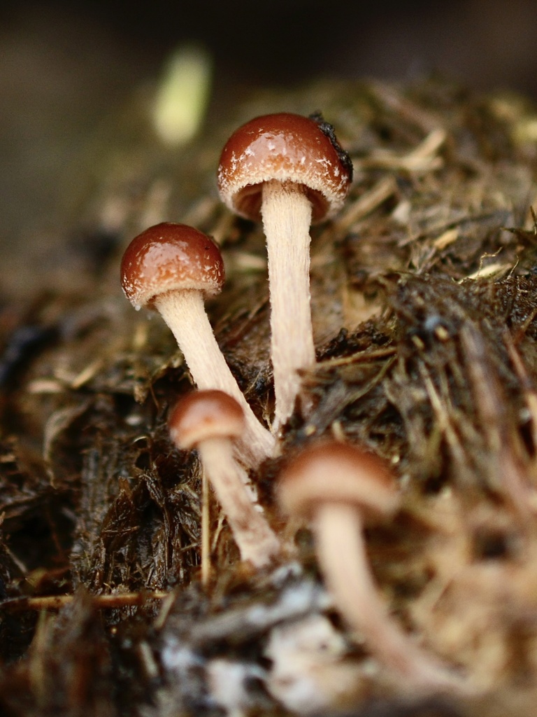 Deconica coprophila · December 2025 · photo: © cryptomarasmius (iNaturalist, cc-by)