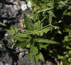Stellaria radians