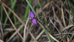 Polygala ericifolia