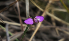 Polygala ericifolia