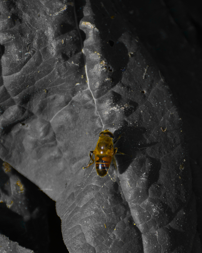 Unknown species found near Farwell St, La Crosse, WI, US