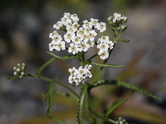 Achillea alpina camtschatica