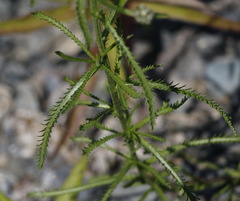 Achillea alpina camtschatica