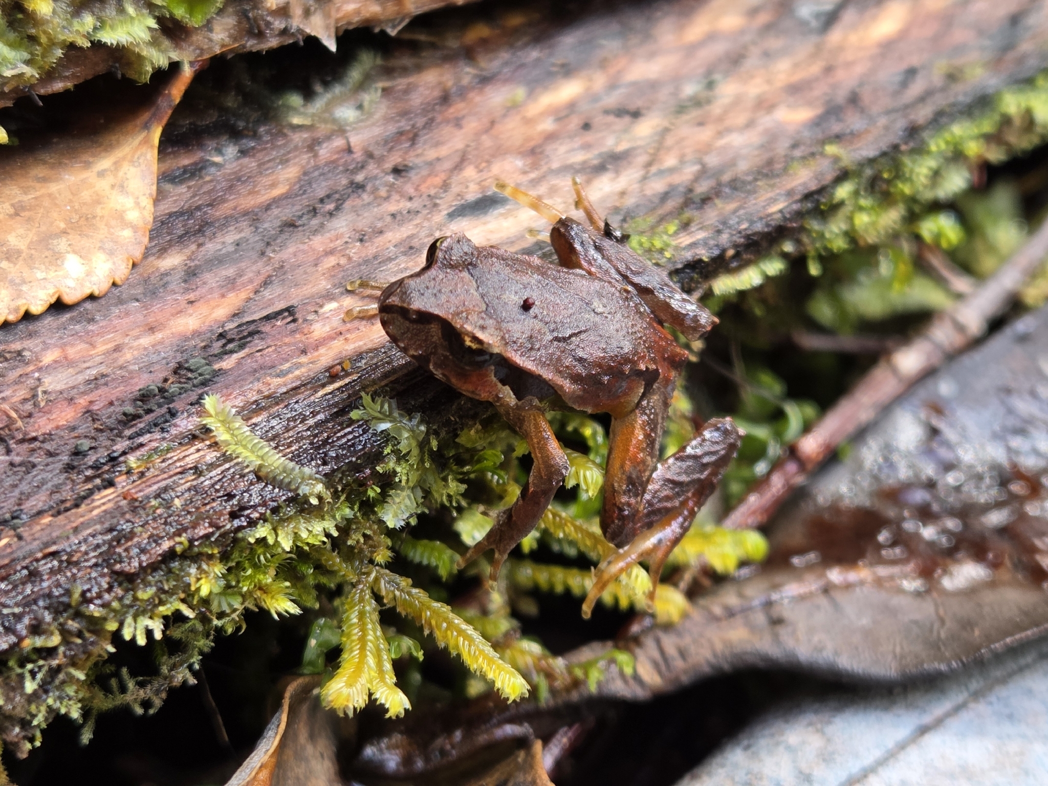 Eupsophus calcaratus (Günther, 1881)