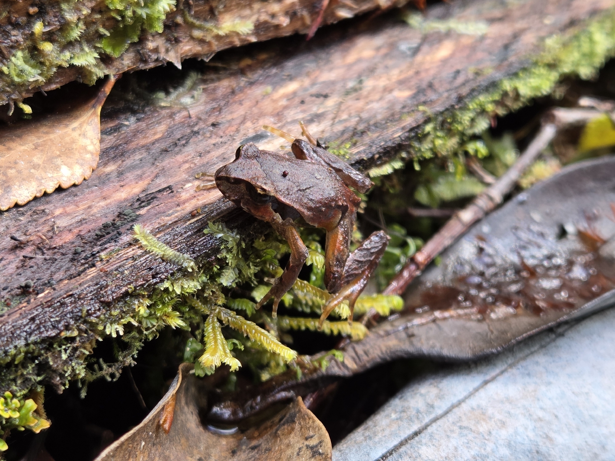 Eupsophus calcaratus (Günther, 1881)