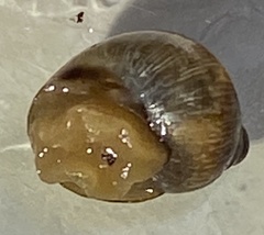 Bothriembryon brazieri