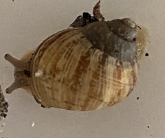 Bothriembryon brazieri