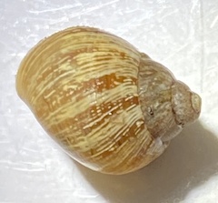 Bothriembryon brazieri