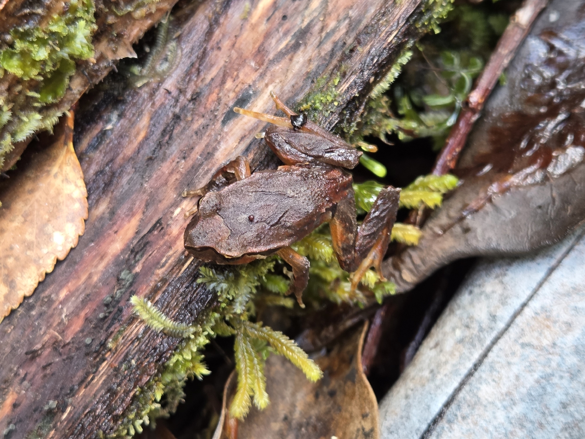 Eupsophus calcaratus (Günther, 1881)