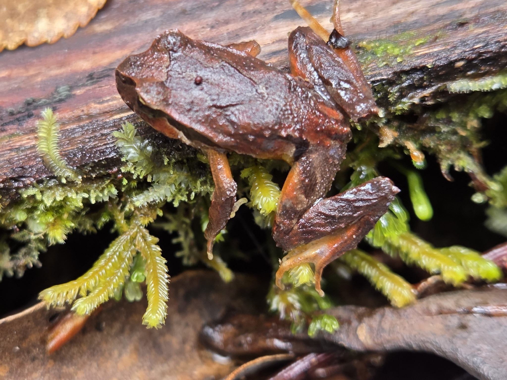 Eupsophus calcaratus (Günther, 1881)