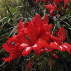 Gladiolus cardinalis