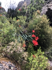 Gladiolus cardinalis