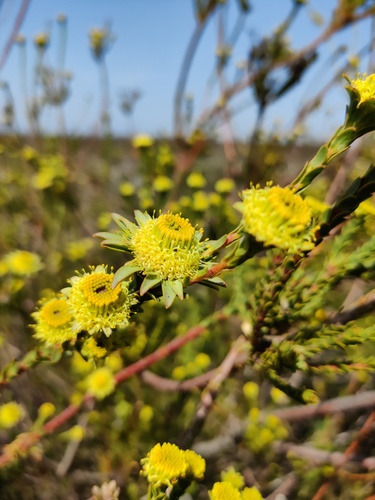 Pineapple Conebush (Leucadendron corymbosum)
