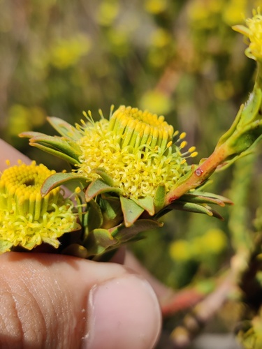 Leucadendron corymbosum, photograph 4