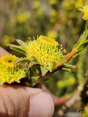 (c) Vicente Lopes, some rights reserved (CC BY) Leucadendron corymbosum, photograph (c) Vicente Lopes, some rights reserved (CC BY)