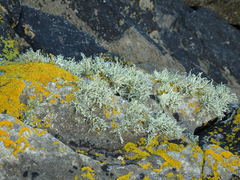 Ramalina siliquosa