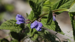 Scutellaria yezoensis