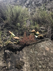 Brunsvigia marginata