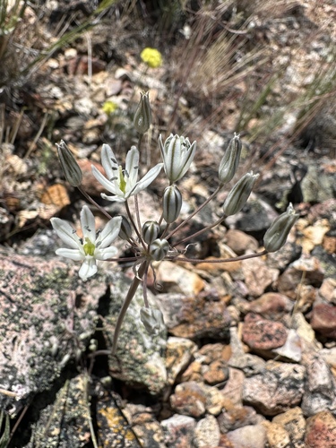 Great basin muilla (Muilla transmontana)