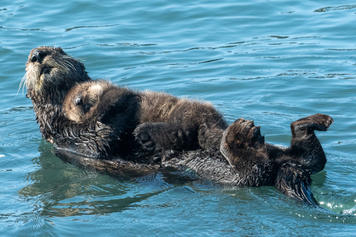 Sea Otter, photo 3 of 10