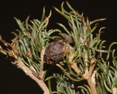 Aspalathus grobleri
