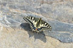 Papilio machaon
