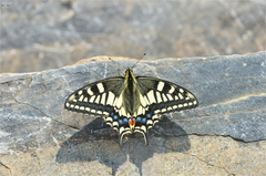 Papilio machaon