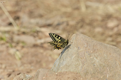 Papilio machaon