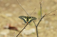 Papilio machaon