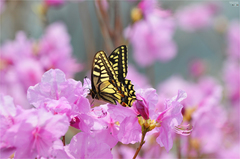 Papilio machaon