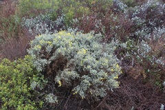 Polhillia xairuensis