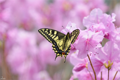 Papilio machaon