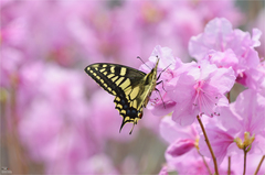 Papilio machaon