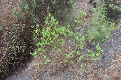 Notobubon striatum