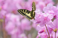 Papilio machaon