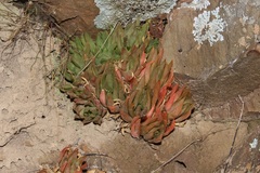 Haworthia turgida
