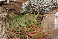 Haworthia turgida