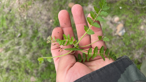 iNaturalist observation photo of musk stork's-bill